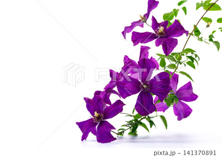 Fresh violet clematis blossoms with green foliage on white background Fresh violet clematis blossoms with green foliage on white background 141370891