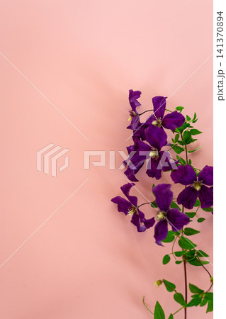 Purple clematis flowers on soft pink background with green vine Purple clematis flowers on soft pink background with green vine 141370894