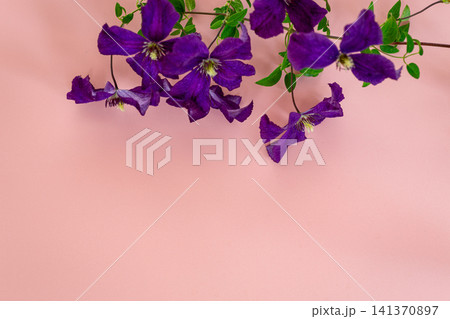 Decorative violet clematis flowers with soft pink minimalist background Decorative violet clematis flowers with soft pink minimalist background 141370897