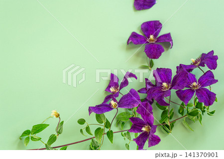 Purple clematis flowers with fresh green pastel background composition 141370901