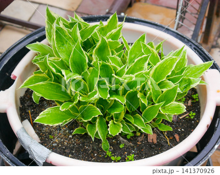 Green hosta plant growing in large container. Decorative garden foliage with white leaf margins. Potted plant for landscaping, home decor, and urban gardening lifestyle environment. Green hosta plant growing in large container. Decorative garden foliage with white leaf margins. Potted plant for landscaping, home decor, and urban gardening lifestyle environment. 141370926