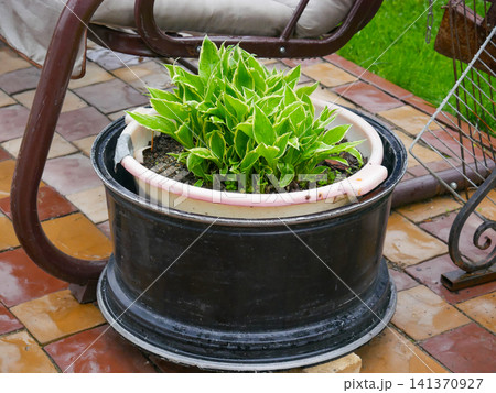 Green plant growing in a repurposed metal car wheel rim. Upcycled planter pot in a backyard terrace. Creative garden decoration made from recycled automotive spare part. Green plant growing in a repurposed metal car wheel rim. Upcycled planter pot in a backyard terrace. Creative garden decoration made from recycled automotive spare part. 141370927