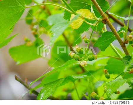 Young unripe currant berries growing on a bush branch in the garden. Close up of small green fruit clusters with water drops on leaves. Springtime orchard nature growth concept. Young unripe currant berries growing on a bush branch in the garden. Close up of small green fruit clusters with water drops on leaves. Springtime orchard nature growth concept. 141370931