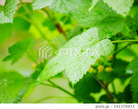 Green currant leaf with water drop. Fresh foliage in garden after rain. Natural ecology and environment concept. Springtime plant growth and botanical background in morning sunlight. Green currant leaf with water drop. Fresh foliage in garden after rain. Natural ecology and environment concept. Springtime plant growth and botanical background in morning sunlight. 141370933