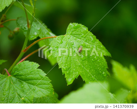 Small fly resting on a wet green currant leaf in the garden. Macro detail of insect on foliage covered with morning dew drops. Natural environment and wildlife photography concept. 141370939