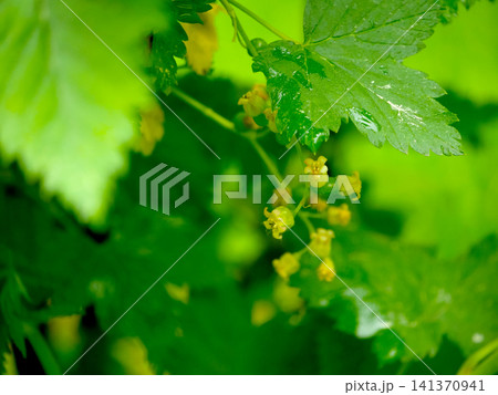 Green leaves and small yellow flowers on a currant bush. Early spring season in the garden. Botanical macro detail of blooming currant fruit plant. Nature growth and renewal concept. Green leaves and small yellow flowers on a currant bush. Early spring season in the garden. Botanical macro detail of blooming currant fruit plant. Nature growth and renewal concept. 141370941