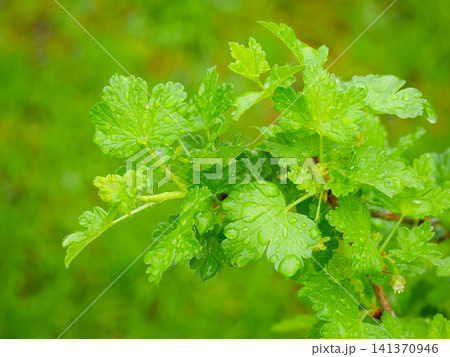 Gooseberry branch with fresh green leaves covered in morning dew. Close up of plant foliage in spring garden. Nature botanical concept, ecology, environment and growth background. Gooseberry branch with fresh green leaves covered in morning dew. Close up of plant foliage in spring garden. Nature botanical concept, ecology, environment and growth background. 141370946