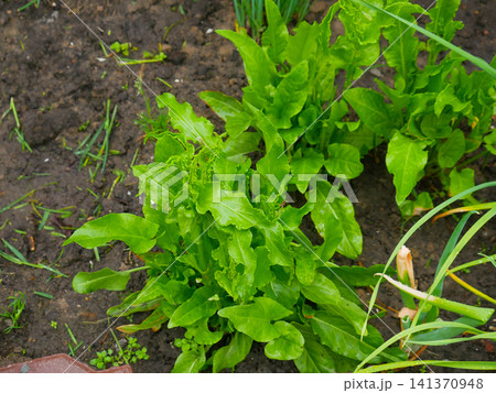 Green sorrel leaves growing in garden soil. Fresh organic vegetable plant in backyard vegetable patch. Growing healthy food, farming and agriculture concept for culinary food theme. Green sorrel leaves growing in garden soil. Fresh organic vegetable plant in backyard vegetable patch. Growing healthy food, farming and agriculture concept for culinary food theme. 141370948
