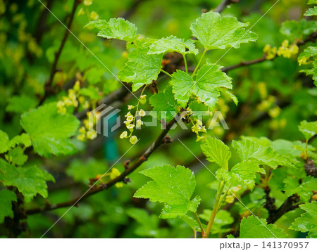 Flowering red currant bush with green leaves in a garden. Spring plant growth in nature with water dew drops on foliage. Botanical close up of blossoming berry shrub for horticulture. 141370957