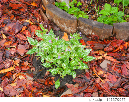 Lungwort plant with spotted leaves and small violet flower growing in soil mulch bed. Spring garden landscaping arrangement with decorative wood chips for nature background concept. Lungwort plant with spotted leaves and small violet flower growing in soil mulch bed. Spring garden landscaping arrangement with decorative wood chips for nature background concept. 141370975