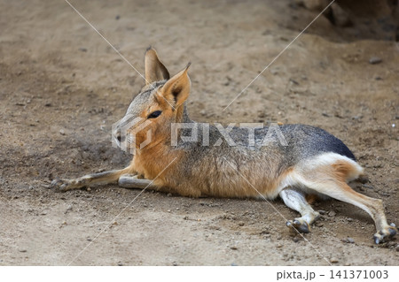 Patagonian Mara Resting on Ground Side View Portrait Patagonian Mara Resting on Ground Side View Portrait 141371003