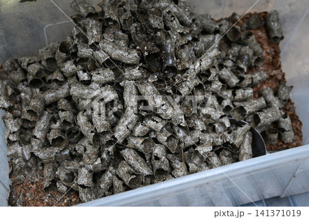 Wood pieces used in animal bedding for care Wood pieces used in animal bedding for care 141371019