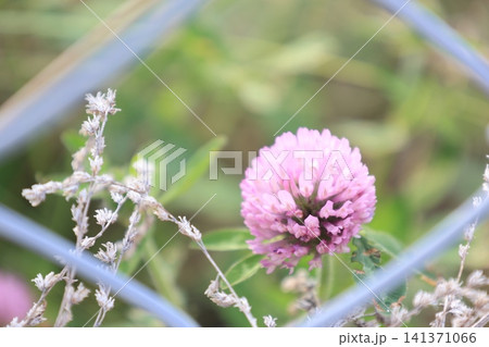 ピンクのムラサキツメクサの花 ピンクのムラサキツメクサの花 141371066