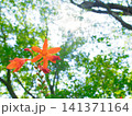 森に咲いた小さな花 141371164