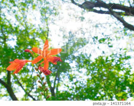 森に咲いた小さな花 141371164