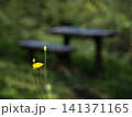 タンポポ 141371165
