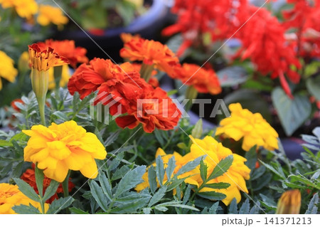 赤と黄色のマリーゴールドの花 赤と黄色のマリーゴールドの花 141371213