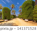 Topiary trees and palm-lined avenue in Genoves Park, Cadiz, Andalusia, Spain 141371528