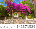 Flowering bougainvillea pergola in Genoves Park, Cadiz, Andalusia, Spain 141371529