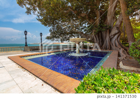Historic fountain and banyan tree on the seafront in Cadiz, Andalusia, Spain Historic fountain and banyan tree on the seafront in Cadiz, Andalusia, Spain 141371530