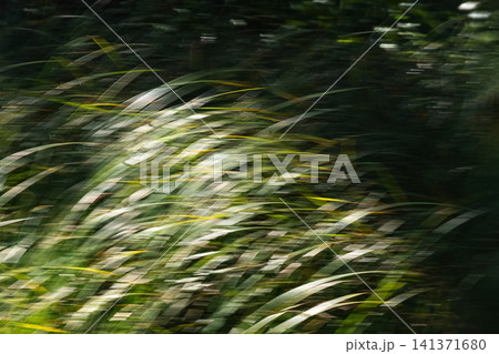 Motion blurred green grass texture, dynamic natural abstract background. Motion blurred green grass texture, dynamic natural abstract background. 141371680