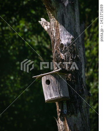 A rustic, weathered wooden birdhouse mounted on an old, decaying tree trunk in a garden or forest A rustic, weathered wooden birdhouse mounted on an old, decaying tree trunk in a garden or forest 141371689