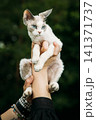 Stunning Cat Held Up with Striking Blue Eyes in Focus Devon Rex Stunning Cat Held Up with Striking Blue Eyes in Focus Devon Rex 141371737