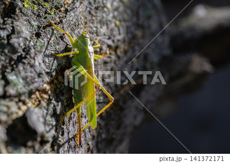 Katydid resting on tree bark, using strong camouflage for protection in nature Katydid resting on tree bark, using strong camouflage for protection in nature 141372171
