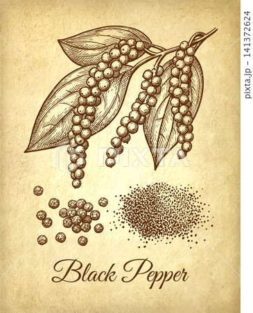 Black pepper plant and spice. Ink sketch. Black pepper plant and spice. Ink sketch. 141372624