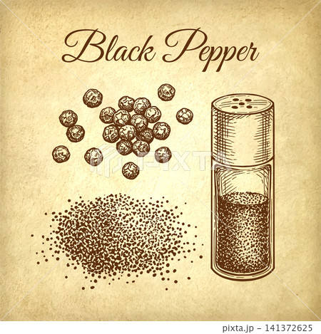 Black pepper set. Vintage engraving illustration. 141372625
