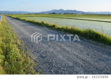 農道と田園風景 山形県庄内 141372850