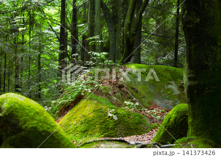 Lush green moss covers rocks and trees in a vibrant, sun dappled forest Lush green moss covers rocks and trees in a vibrant, sun dappled forest 141373426