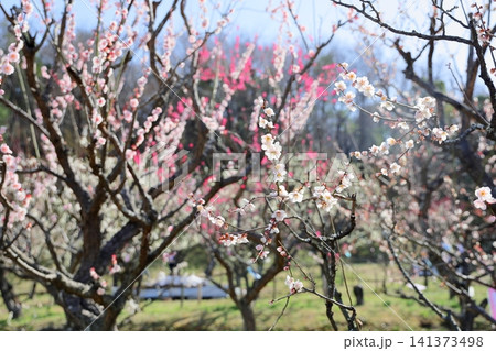 爽やか 輝 春の梅林 爽やか 輝 春の梅林 141373498