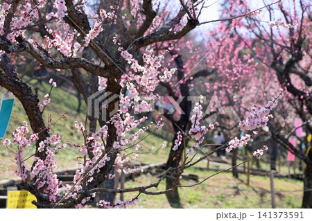 可愛い　ライトピンクの梅の花 141373591