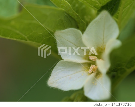 猛暑の7月に可憐に咲いた白いホオズキの花 猛暑の7月に可憐に咲いた白いホオズキの花 141373736