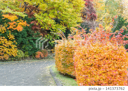 紅葉の生垣 天神山緑地 札幌市 紅葉の生垣 天神山緑地 札幌市 141373762