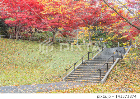 紅葉のノムラモミジ 天神山緑地 札幌市 紅葉のノムラモミジ 天神山緑地 札幌市 141373874
