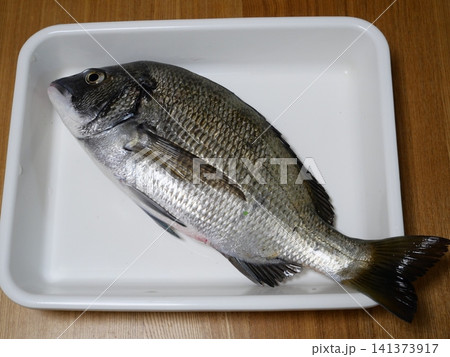 釣りたての天然黒鯛 釣りたての天然黒鯛 141373917