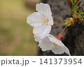 小さな春 141373954