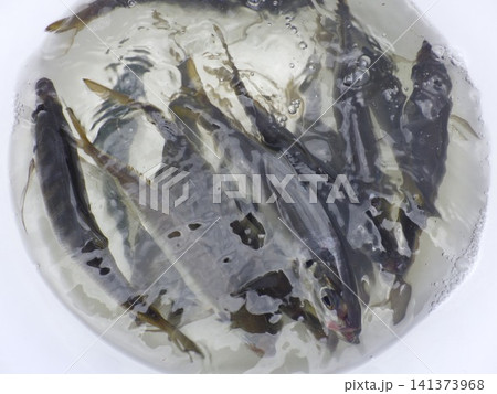 アジがたくさん釣れました アジがたくさん釣れました 141373968