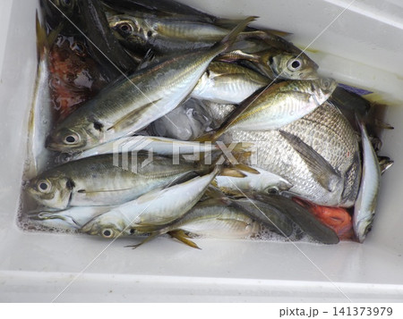 アジがたくさん釣れました アジがたくさん釣れました 141373979