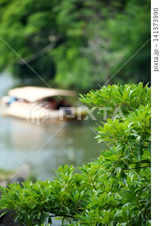 緑がきれいな島根県松江市の夏の松江城山公園と堀川遊覧船 緑がきれいな島根県松江市の夏の松江城山公園と堀川遊覧船 141373990