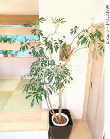 シェフレラ アルボリコラ 観葉植物 10号鉢 大型 曲がり仕立て 室内 インテリアグリーン リビング シェフレラ アルボリコラ 観葉植物 10号鉢 大型 曲がり仕立て 室内 インテリアグリーン リビング 141373999