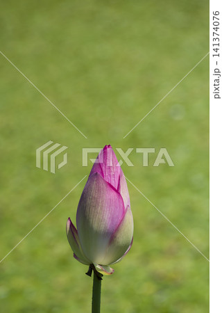 蓮池の蓮の花がつぼみ状態です。学名はNelumbo nuciferaです。 141374076