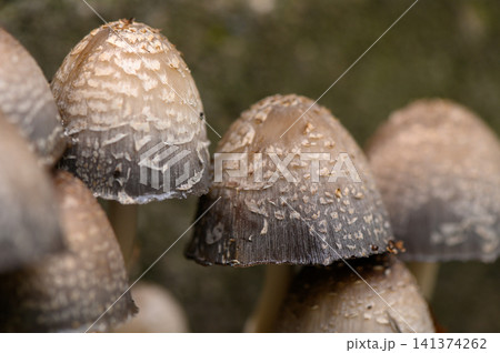 serene mushrooms growing in a natural outdoor environment with a close-up perspective and brown soil, nature photography and botanical studies in a peaceful setting. 141374262
