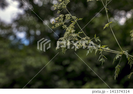 Fruiting Branch of Poison Hemlock with Developing Seeds Fruiting Branch of Poison Hemlock with Developing Seeds 141374314