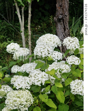Mature Smooth Hydrangea Shrub Blooming Beside Garden Trees 141374316