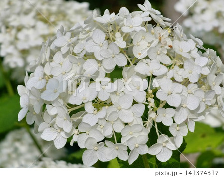 Rounded White Smooth Hydrangea Flower Head with Soft Green Bokeh 141374317
