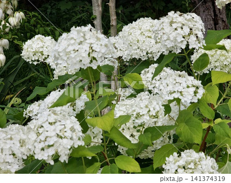 Flowering Smooth Hydrangea Shrub with Multiple White Blooms 141374319