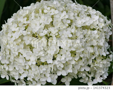 Dense White Smooth Hydrangea Inflorescence Close-Up 141374323